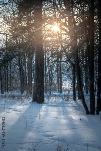 Beams of the sunset sun shine through trees in the winter pine forest