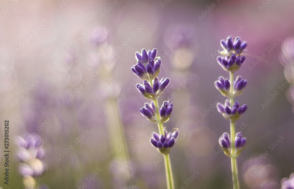 Fototapeta premium Close up photo of lavender flower with beautiful natural bokeh. Floral background. Copy space. Selective focus
