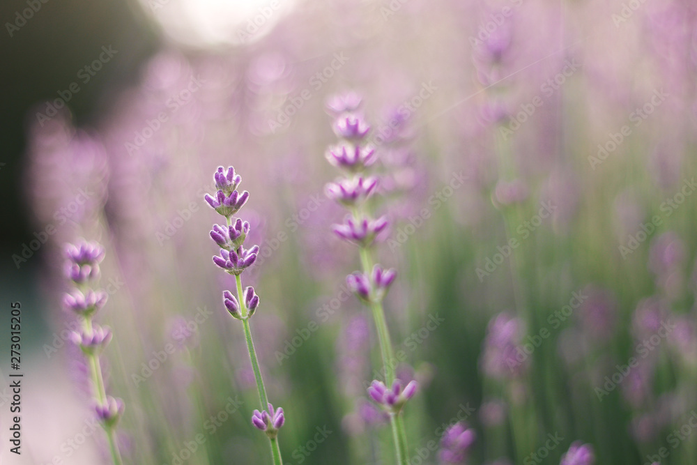 Close up photo of lavender flower with backlight and beautiful natural bokeh. Floral background. Copy space. Selective focus