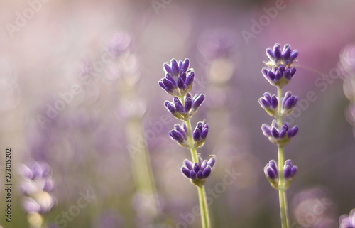 Close up photo of lavender flower with beautiful natural bokeh. Floral background. Copy space. Selective focus