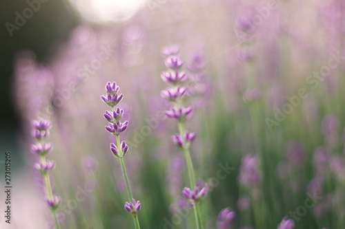 Close up photo of lavender flower with backlight and beautiful natural bokeh. Floral background. Copy space. Selective focus