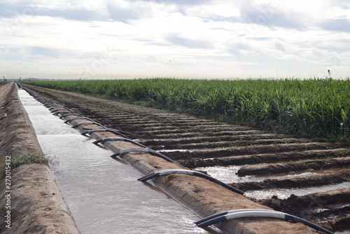 Obraz na płótnie Syphon irrigated corn field