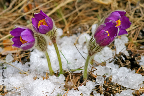 Pulsatilla patens are punched from under the snow, at the spring. Short selective focus. photo