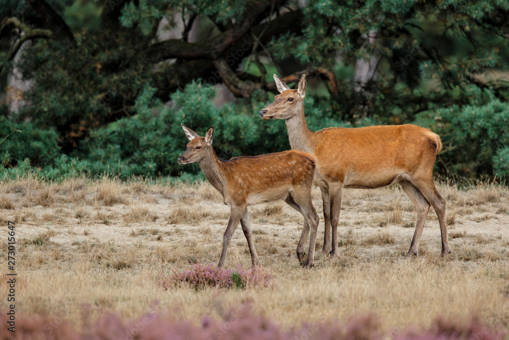 Red deer females drinking from a waterhole on the moorland in Hoge Veluwe National park in The Netherlands Red deer females drinking from a waterhole on the moorland in Hoge Veluwe National park in The Netherlands