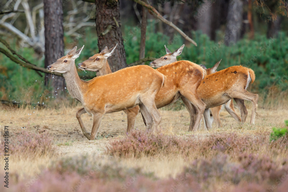 Female red deer with her young in Hoge Veluwe National Park in The Netherlands