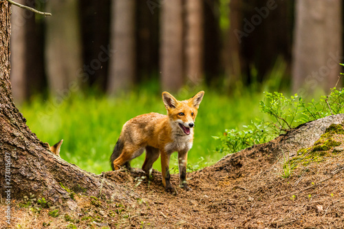 Red fox  vulpes vulpes  adult fox with young