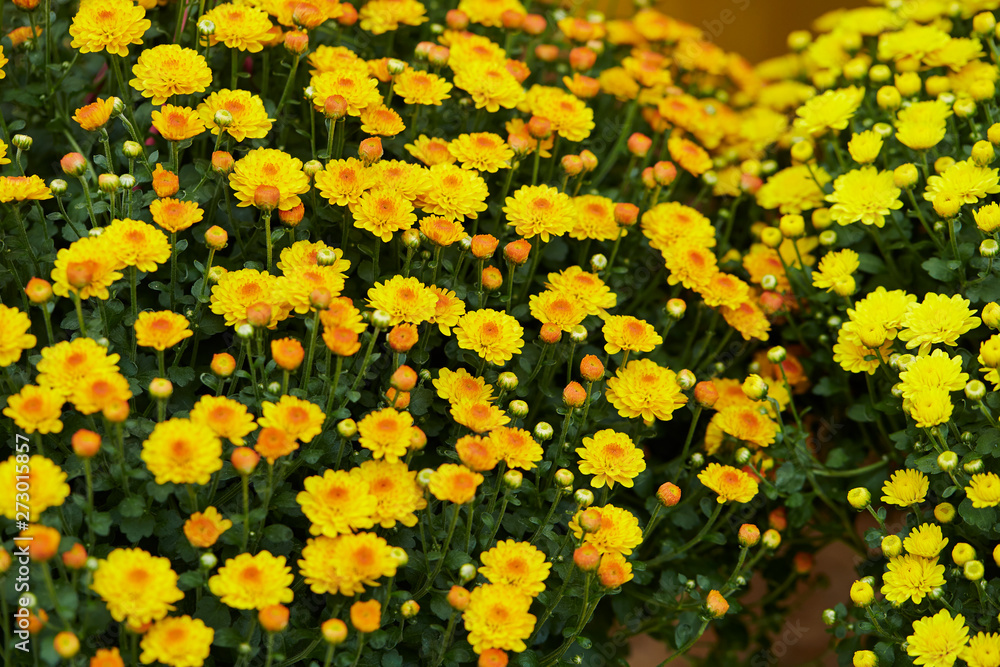 field of yellow flowers field of yellow flowers