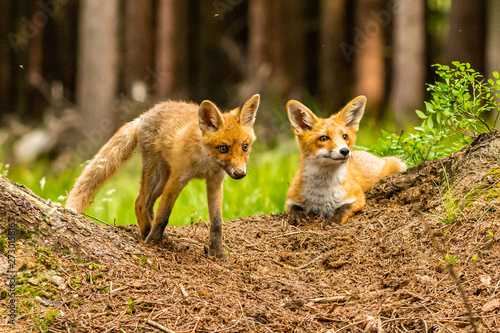 Red fox, vulpes vulpes, adult fox with young © vaclav