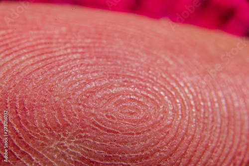 macro image of human finger prints in magnification