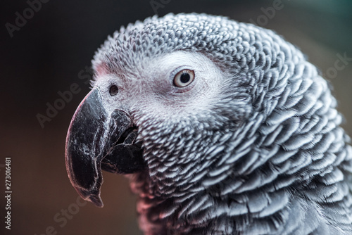 close up view of vivid grey parrot looking at camera