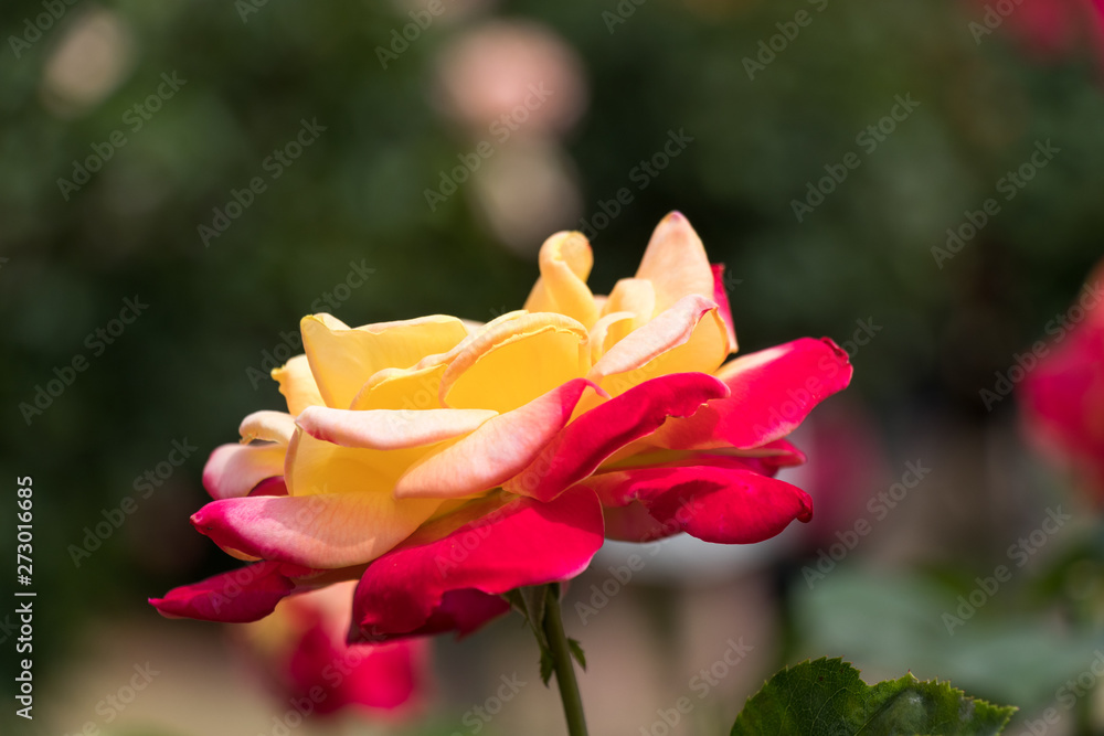 Fototapeta premium バラの花 千葉県八千代市