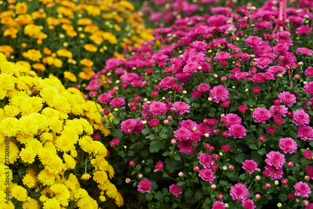 Obraz premium field of flowers