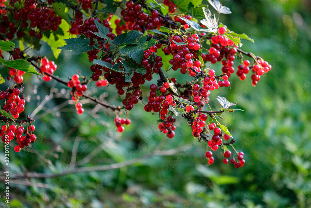 red fruits on tree branches red fruits on tree branches