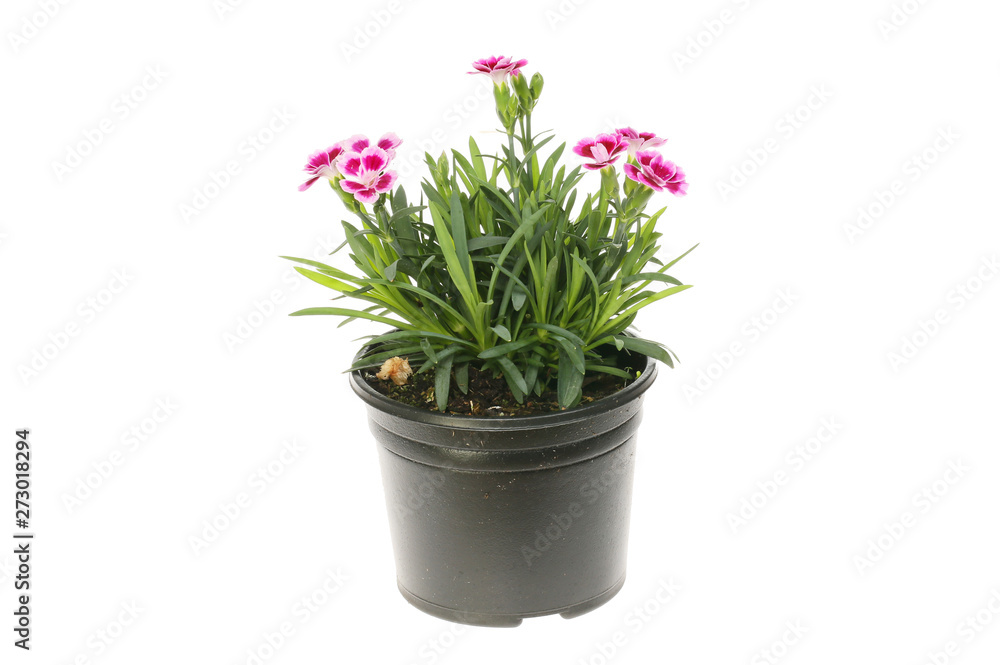 Fototapeta premium Flowering dianthus plant