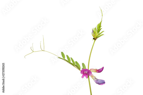Vetch flowers and foliage