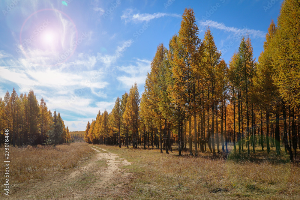 The autumn scene with trees in golden color. with a path that leads to the distance
