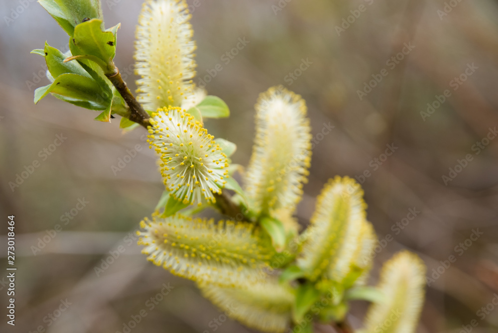 Pussy willow - ネコヤナギの芽 Pussy willow - ネコヤナギの芽