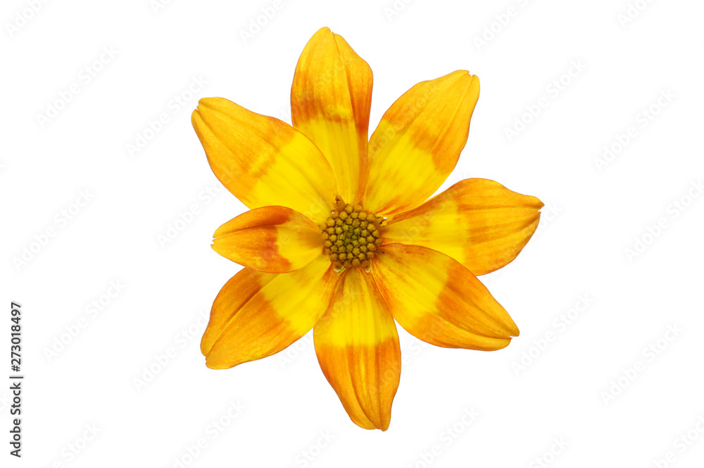 Single bidens flower Single bidens flower