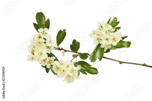 Hawthorn flowers and foliage
