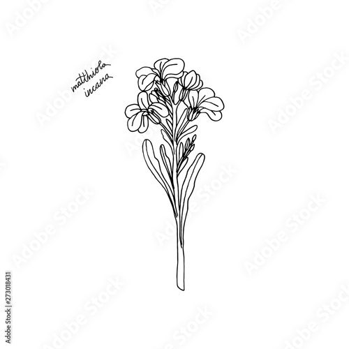 hand drawn stock Matthiola flower. floral design element
