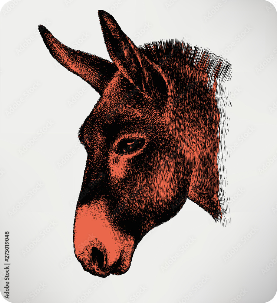 custom made wallpaper toronto digitalAnimal donkey, hand-drawing. Vector illustration.