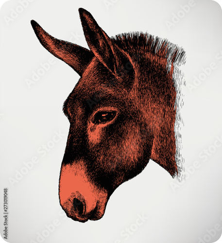Animal donkey, hand-drawing. Vector illustration.