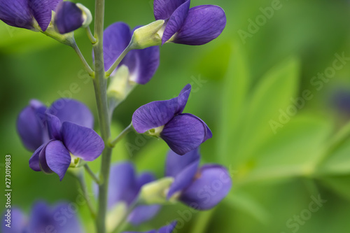 Blue False Indigo Flowers in Bloom in Springtime