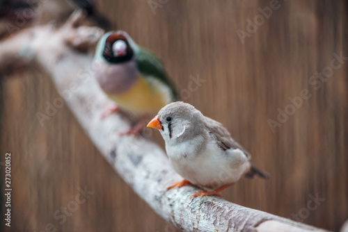 selective focus of colorful birds on wooden branch