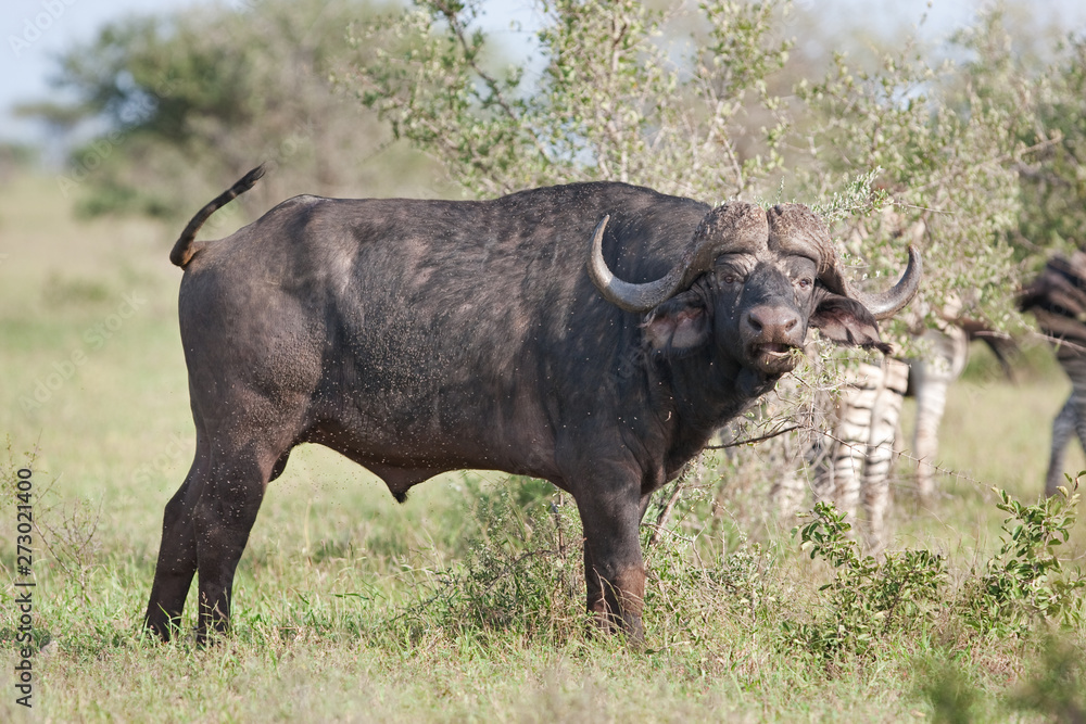 African buffalo, cape buffalo, syncerus caffer, Kruger national park African buffalo, cape buffalo, syncerus caffer, Kruger national park
