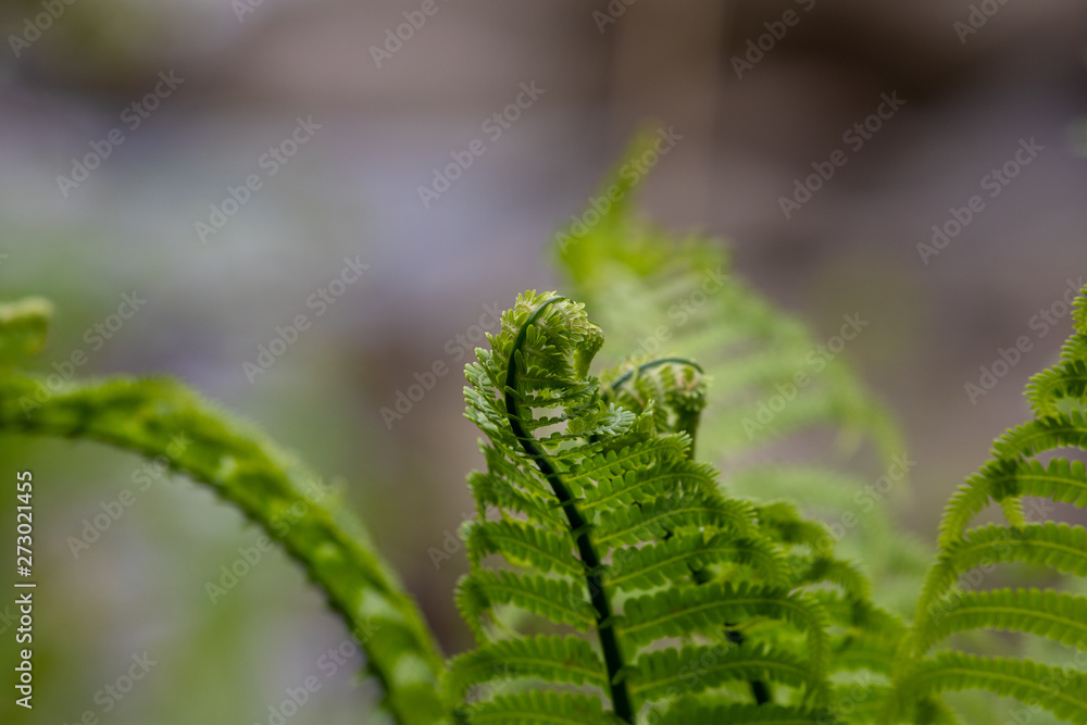 fern on green background fern on green background
