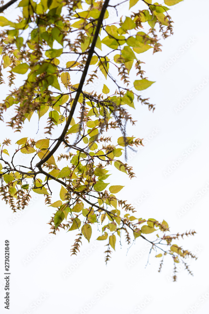 branch of tree with green leaves on white background branch of tree with green leaves on white background