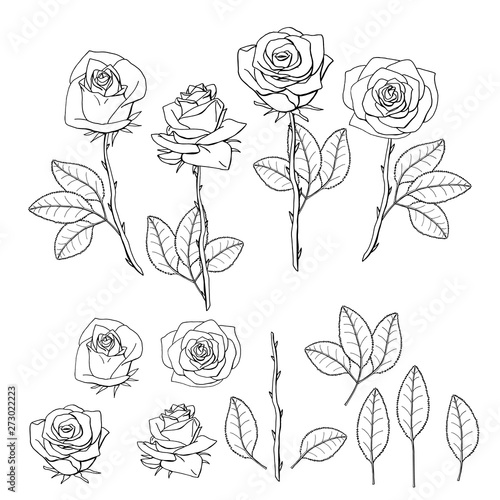 Fototapeta ręcznie rysowane kwiat róży. element kwiatowy wzór