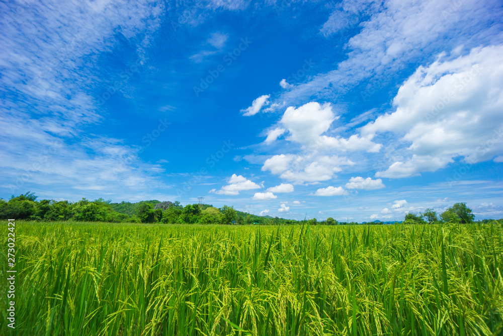 Beauty sunny day on the rice field with white cloudy and blue sky,mountain in Thailand, coppy space and background.feeling fresh and relax. Beauty sunny day on the rice field with white cloudy and blue sky,mountain in Thailand, coppy space and background.feeling fresh and relax.