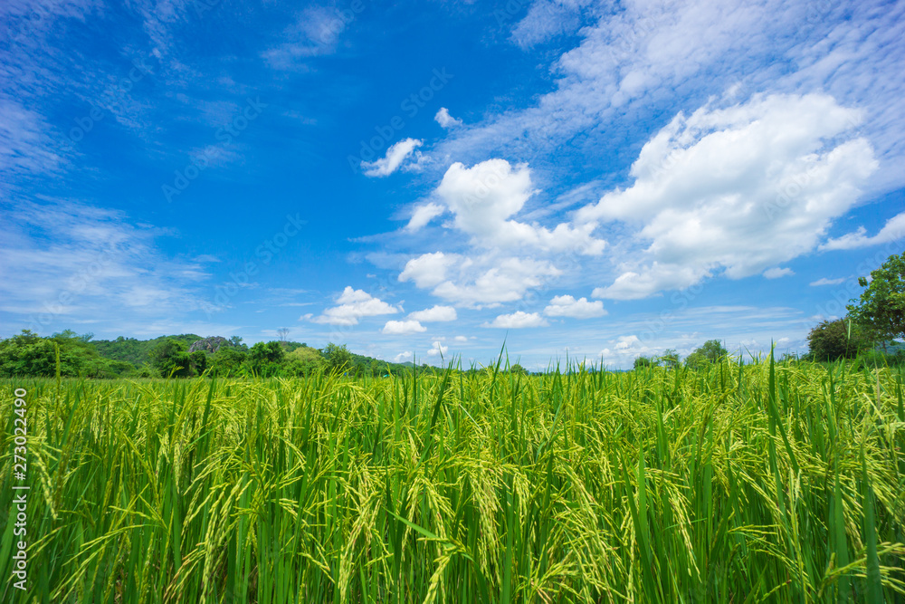 Beauty sunny day on the rice field with white cloudy and blue sky,mountain in Thailand, coppy space and background.feeling fresh and relax. Beauty sunny day on the rice field with white cloudy and blue sky,mountain in Thailand, coppy space and background.feeling fresh and relax.