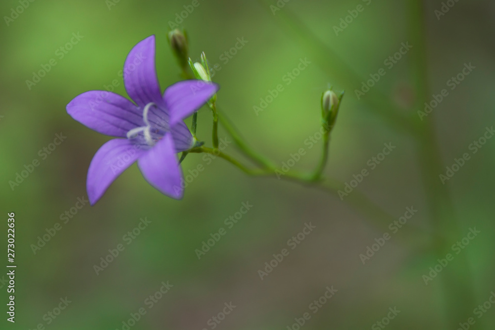 Plants summer nature, blue flower bell. Blue flower bell, summer nature plants