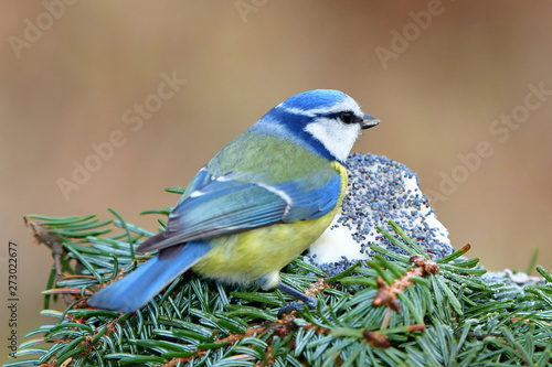 blue tit in winter and its poppy seeds