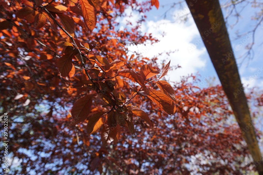 Red leafs of trees Red leafs of trees