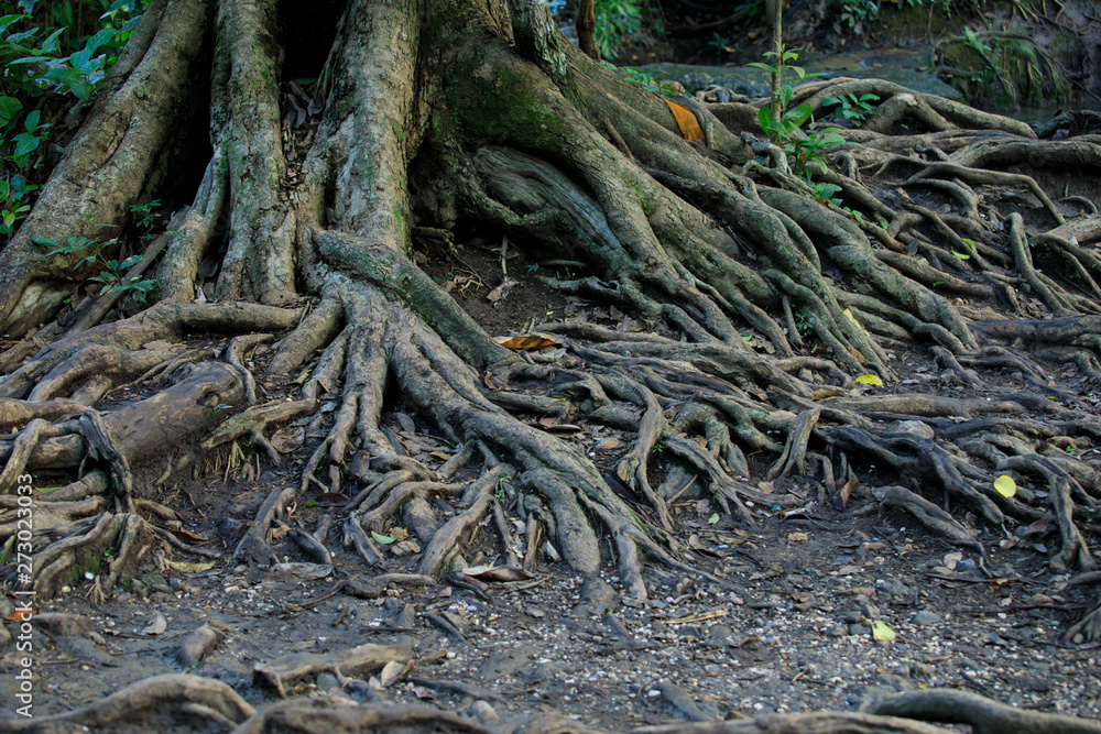 big tree root ,big root tree in forest,Roots covered with moss in the forest.