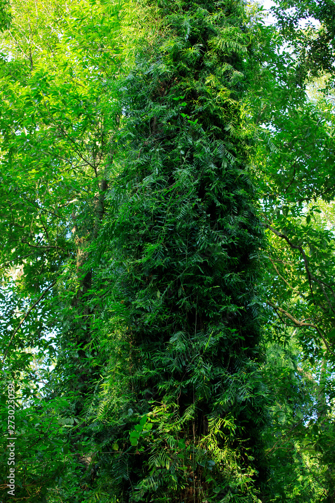 Obraz premium A tree with large vines, ferns and mosses with large trees