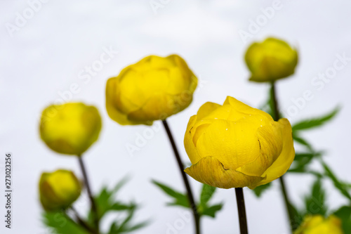 Yellow flowers Trollius europaeus, on a white background. Macro. Close-up. photo