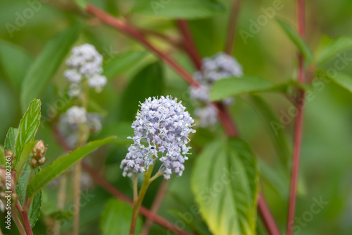 Ceanothus Flowers in Bloom in Springtime