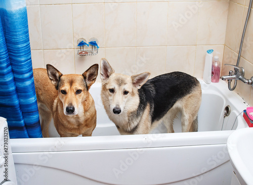 Bathing of the two mixed breed dogs. Dogs taking a bubble bath. Grooming dog. photo