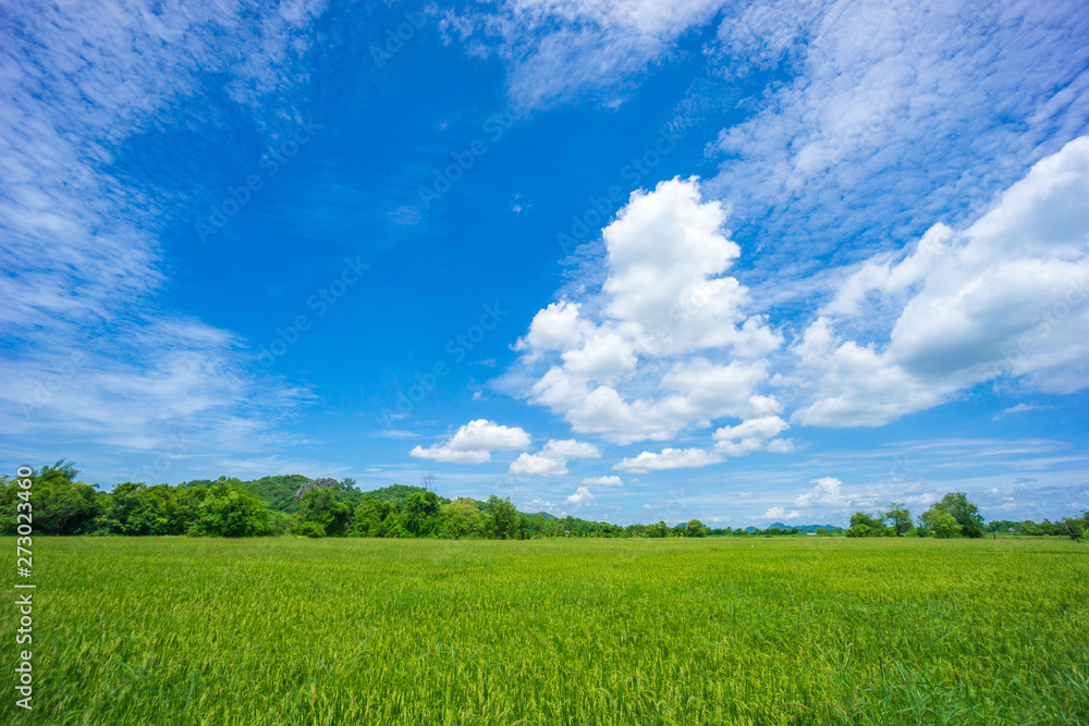 Beauty sunny day on the rice field with white cloudy and blue sky,mountain in Thailand, coppy space and background.feeling fresh and relax.