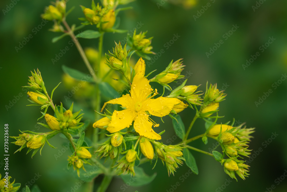 Common St. John's Wort Flowers in Bloom in Springtime Common St. John's Wort Flowers in Bloom in Springtime