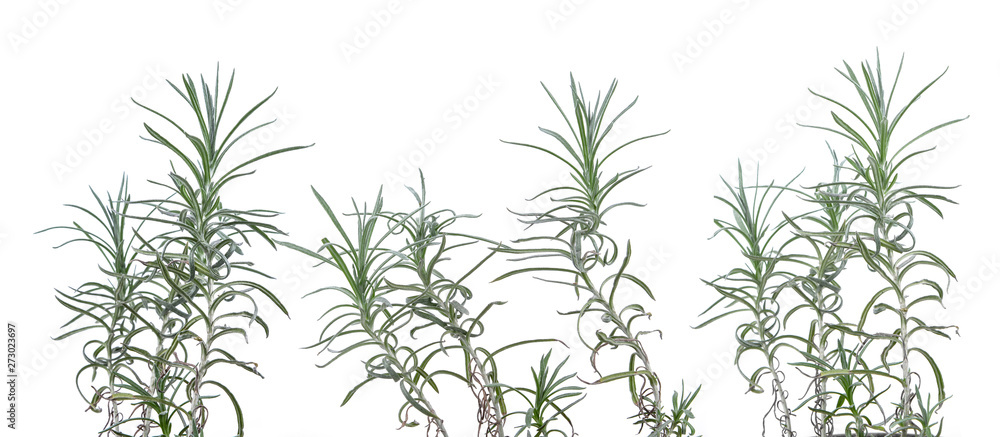 fresh rosemary isolated on white background fresh rosemary isolated on white background