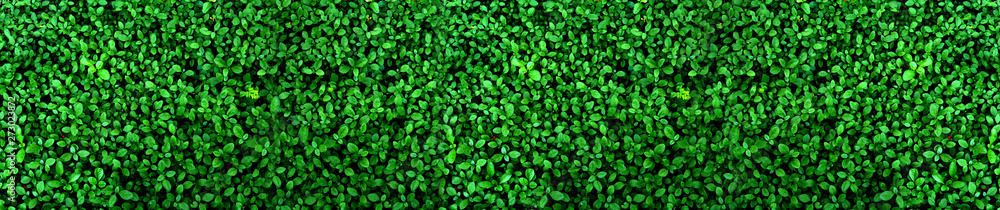 tropical green leaf, contrast tropical green leaf, contrast