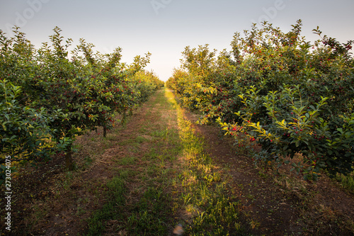 Sour cherries on orchard