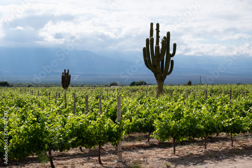 Vineyard with giant cactus, Cafayate, Argentina photo