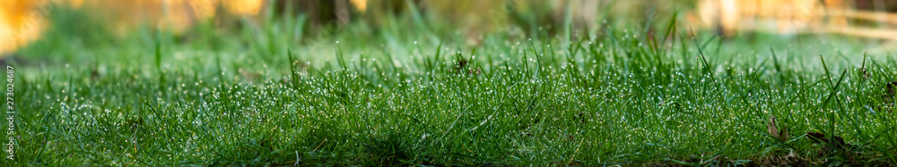 Ein Streifen mit Grashalmen an denen Wassertropfen perlen Ein Streifen mit Grashalmen an denen Wassertropfen perlen