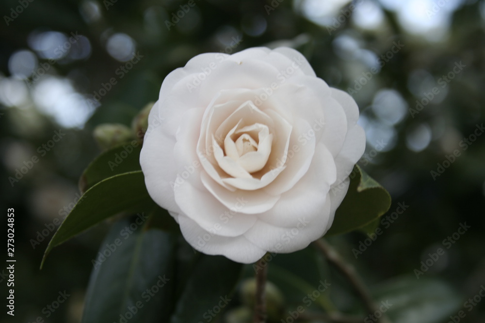 white rose white rose